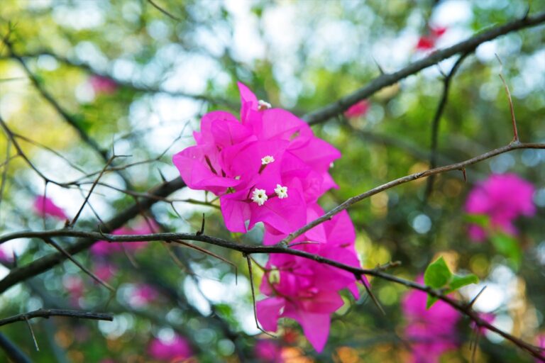 Shades of pink on the street